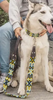 Dog Coordinating Leash & Collar Holbox Set XL