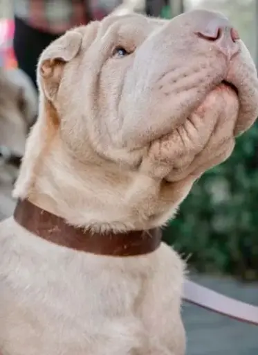 Dog Collar - Handmade Leather Leon